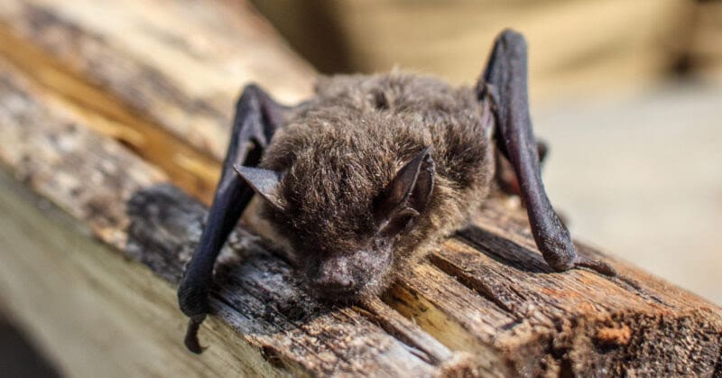 Bats Count