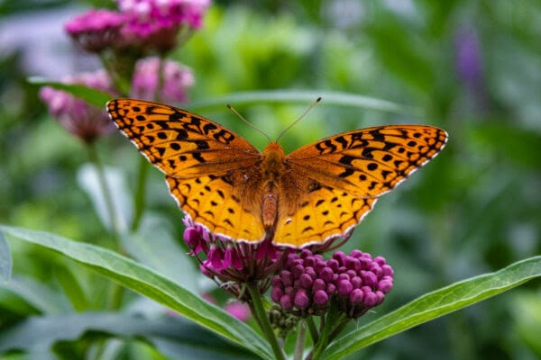 World of Butterflies