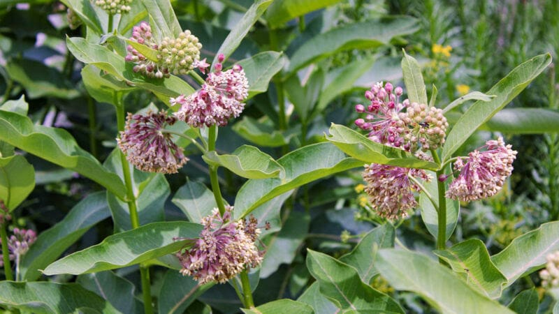 native plants