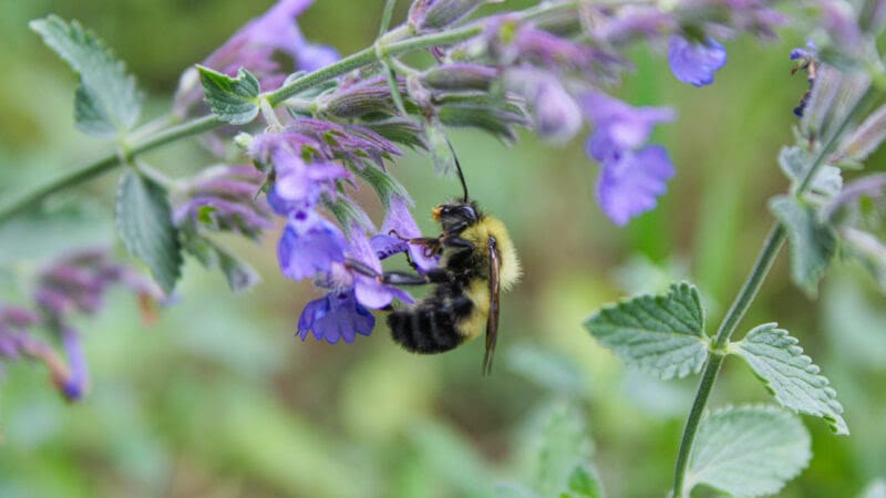 pollinator